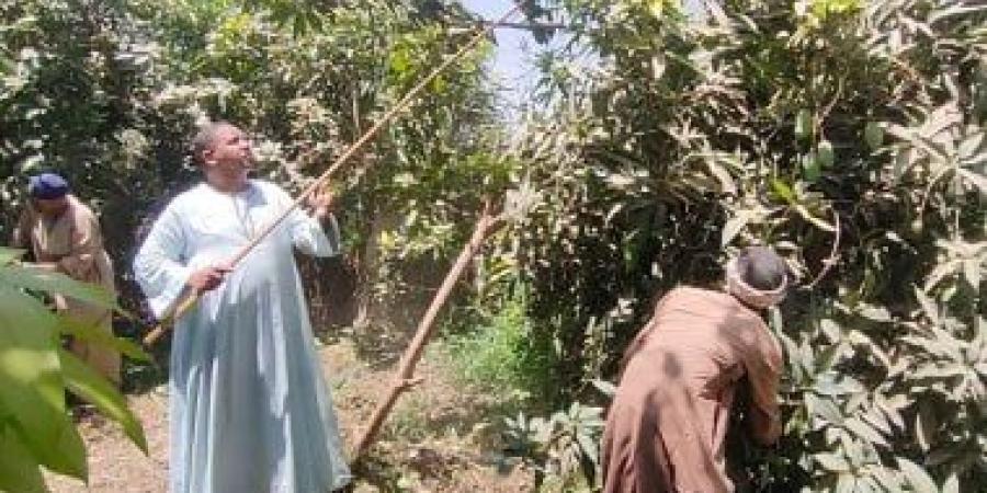 المانجا نازلة زي المطر من الأشجار خلال حصادها بمزارع الأقصر.. فيديو وصور