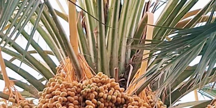 “الطلاع الثالث” للنخيل في الخرمة يثير الجدل الزراعي